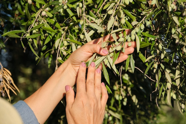 Sluit omhoog van vrouwenhanden op olijfboom