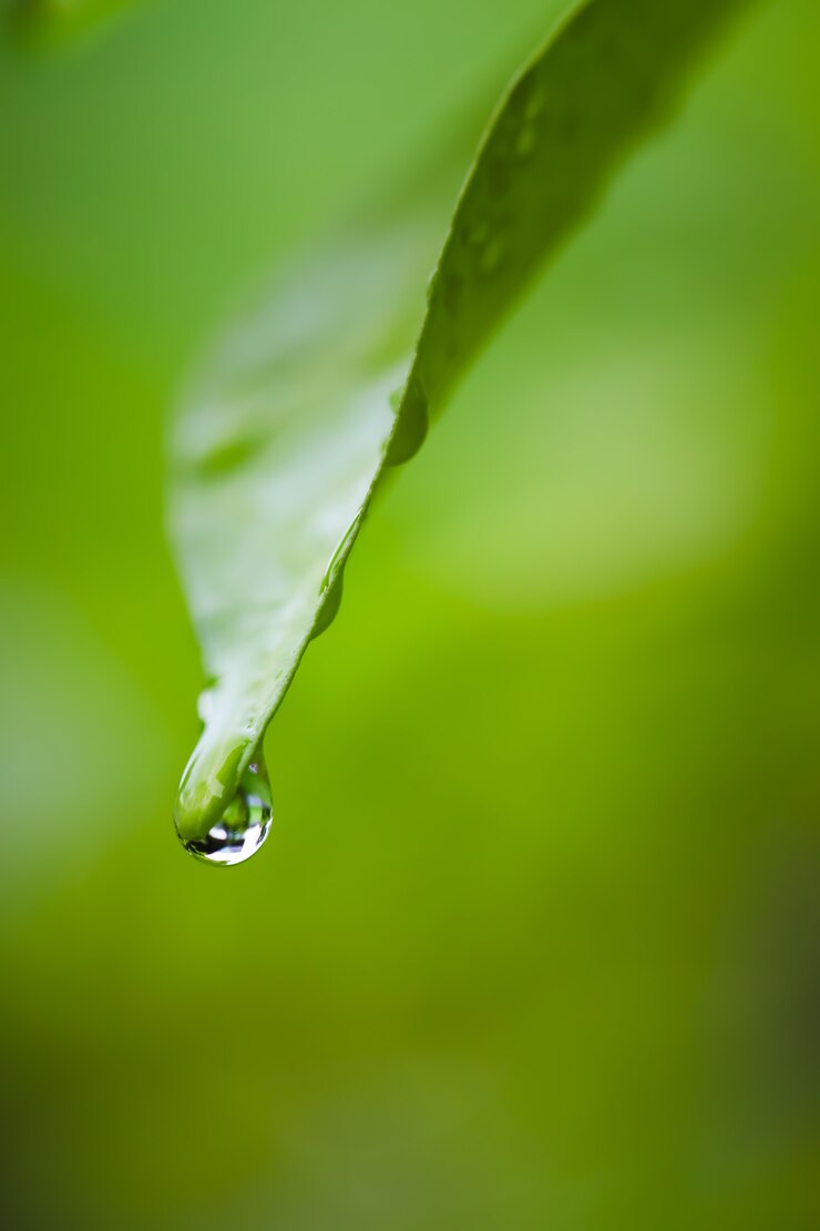Sluit omhoog van waterdaling op groen blad.