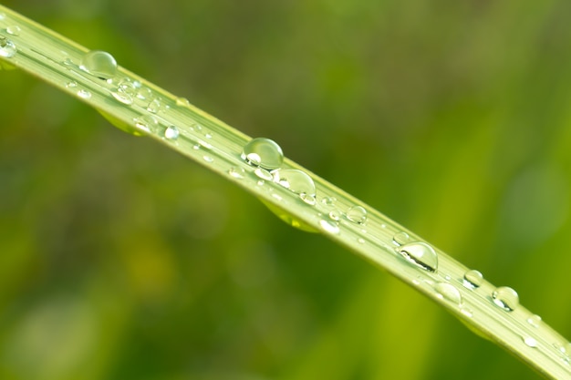 Sluit omhoog van Waterdalingen op groen blad met aard op regenachtige seizoenachtergrond.