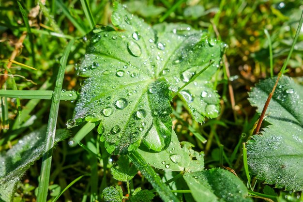 Sluit omhoog van waterdalingen op groene bladeren in ochtendlicht