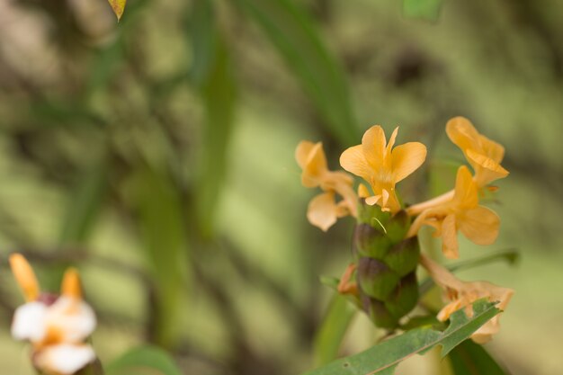 Sluit omhoog van wilde gele bloem