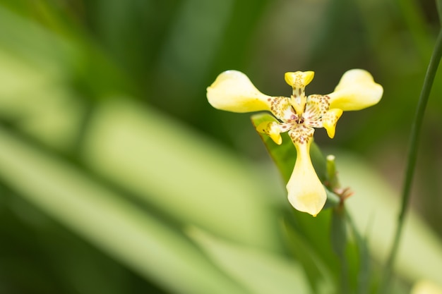 Sluit omhoog van wilde gele bloem