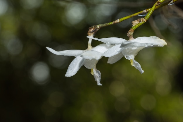 Sluit omhoog van witte orchidee