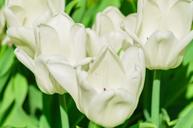 Sluit omhoog van witte tulp. Bloem achtergrond. Zomertuin landschap