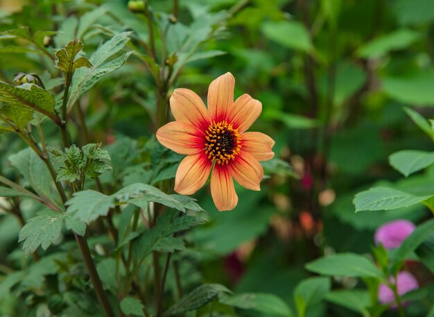 Sluit omhoog van Zinnia-bloem in Tuinen