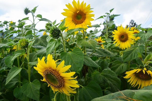 Sluit omhoog van zonnebloem op gebied