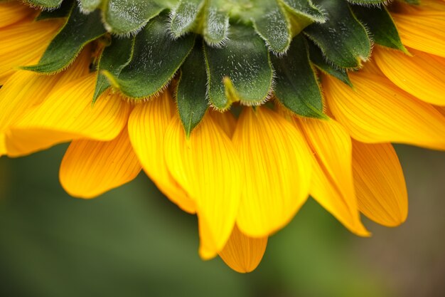 Sluit omhoog van zonnebloem