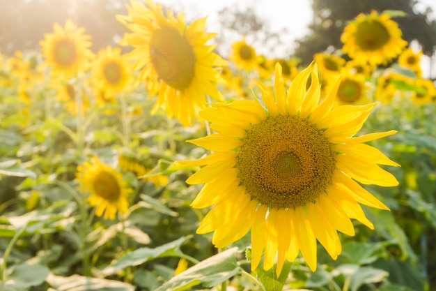 Sluit omhoog van zonnebloemgebied