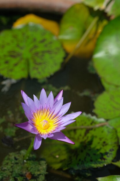 Sluit omhoog viooltje waterlily of lotusbloembloem die op vijver bloeien