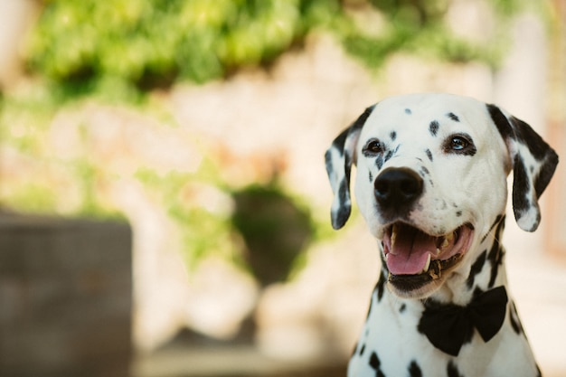 Sluit omhoog vrolijke Dalmatische hond