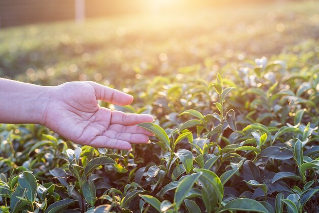 Sluit omhoog vrouwenhand op theeaanplanting in Thailand