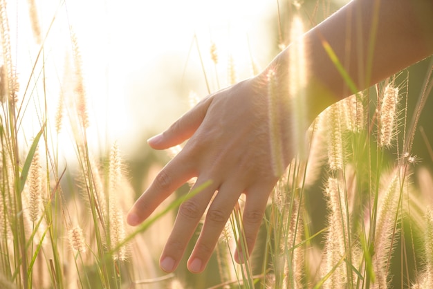 Sluit omhoog vrouwenhand raakt bloemgras op gebied met zonsonderganglicht