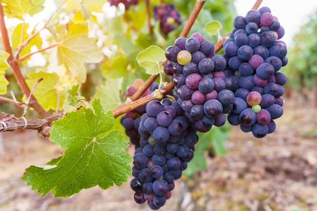 Sluit omhoog wijnstokdruiven in champagnegebied in de herfstoogst, Reims, Frankrijk