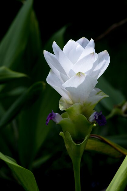 Sluit omhoog witte krachaibloemen