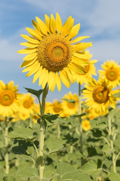 Sluit omhoog zonbloemen op gebied