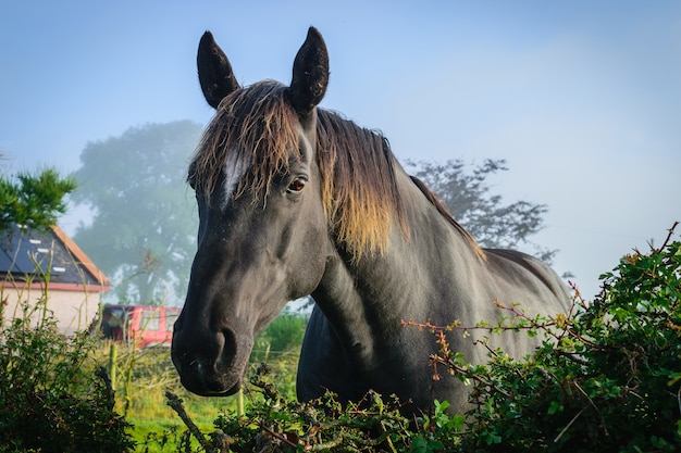 Sluit omhoog zwart paard op landbouwbedrijf in de herfst