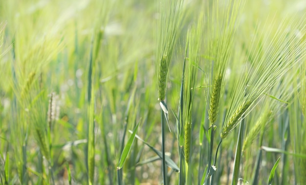 Sluit op groene graanplant die in een zonnig gebied groeit