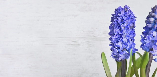 Foto sluit op mooie blauwe hyacint bloeiend op witte houten achtergrond