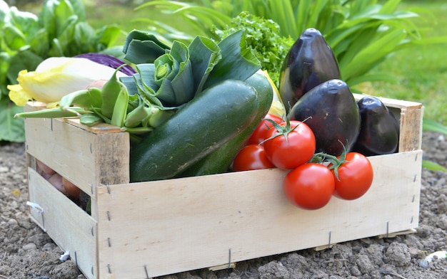 Sluit op verse en kleurrijke groenten in een krat op de grond in een tuin