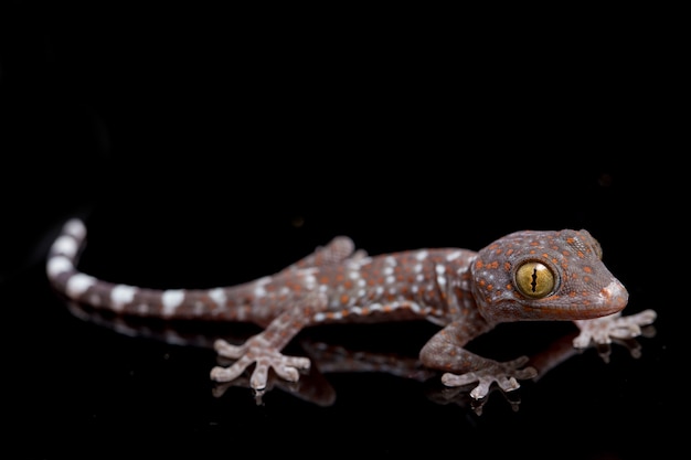 Sluit Tokay Gecko