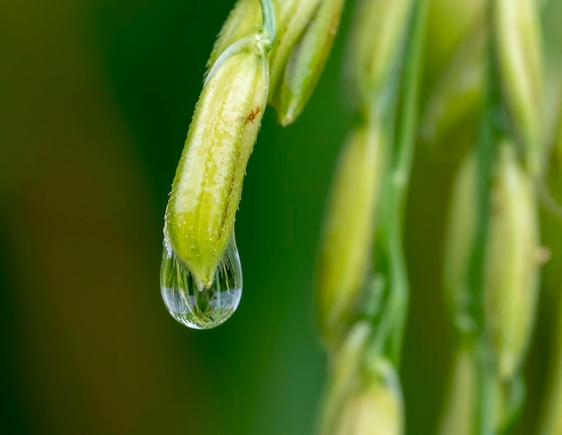 Sluit tot Thaise rijstzaden met waterdruppel in het oor van padie