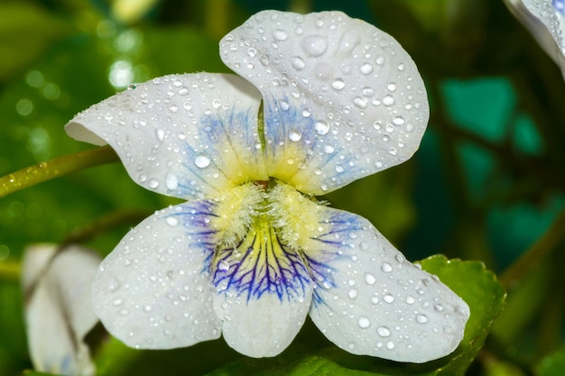 Sluit tot witte violette bloem met dauwdruppels op bloemblaadjes