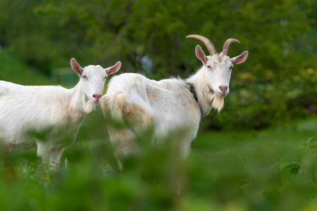 Sluit twee witte geit die zich op groen gras bevindt