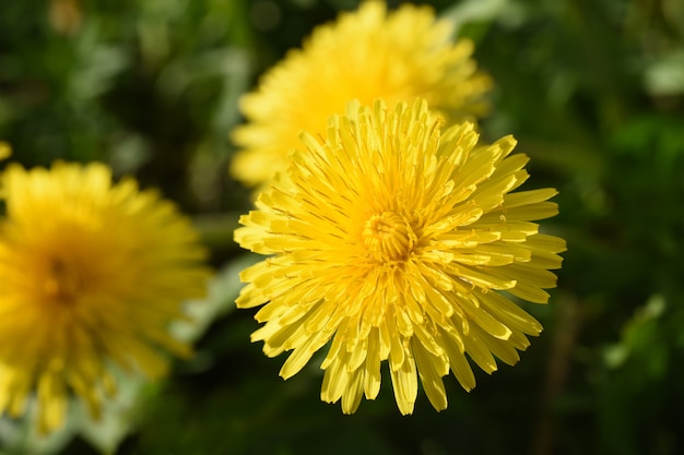 Sluit van gele madeliefjepaardebloemen groeien op het gebied