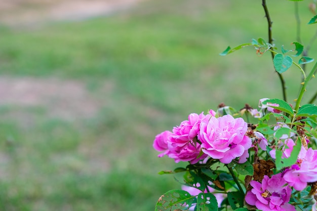 Sluit van roze steeg in de tuin