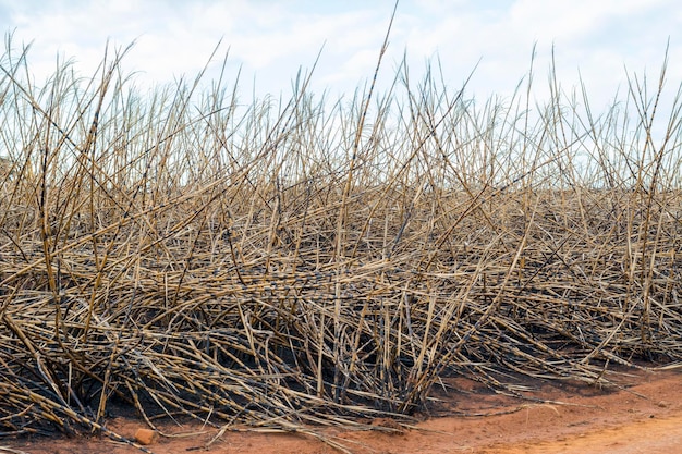 Sluit verbrande suikerriet Braziliaanse plantage