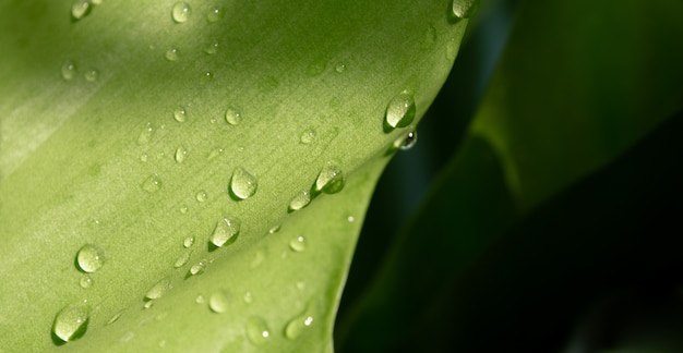 Sluit waterdalingen op bladeren op tuin zwarte achtergrond