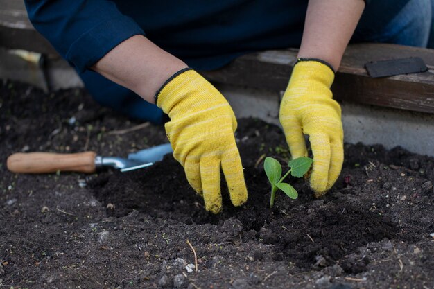 Sluit wijfje indienen omhoog gele handschoenen die kleine installatie planten, werkend in tuin