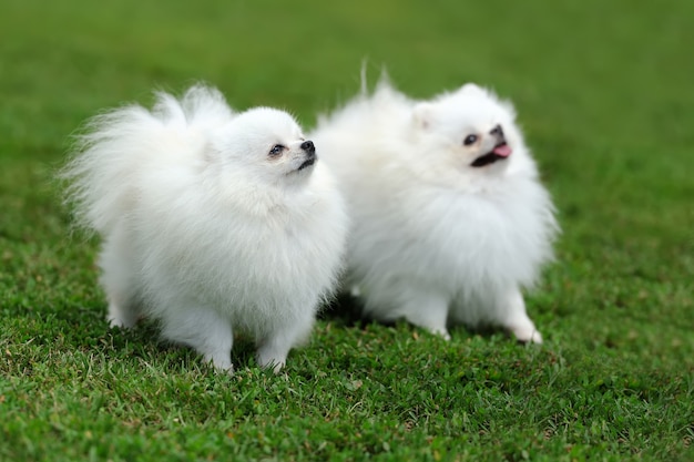 Sluit witte Pommerse hond in groen zomergras