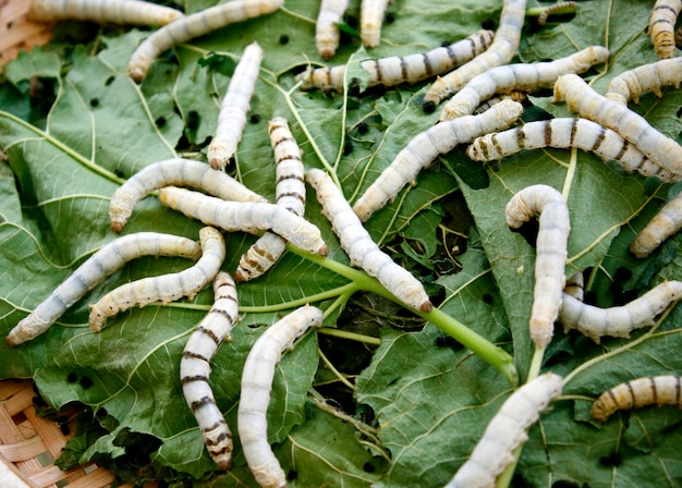 Sluit zijderups omhoog het eten van moerbeiboom groen blad