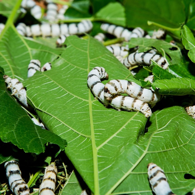 Sluit zijderups omhoog het eten van moerbeiboom groen blad