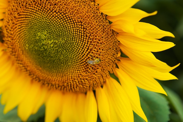 Sluit zonnebloem en de werkende achtergrond van de bijenaard