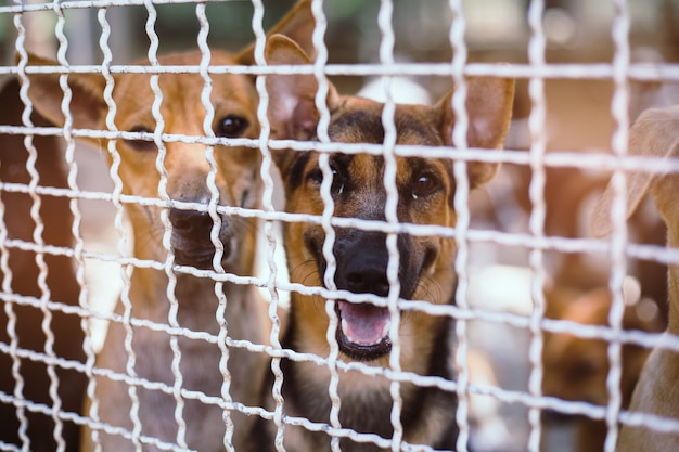 Sluit zwerfhonden. Verlaten dakloze zwerfhonden liggen in de fundering.