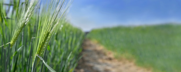 Sluiten op tarwe groeien in een veld naast een pad over het veld