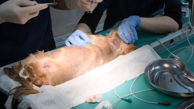 Sluiting of hechting van een wond bij een hond door een dierenarts