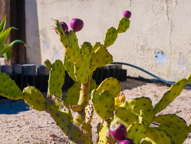 Sluiting van een groene cactus