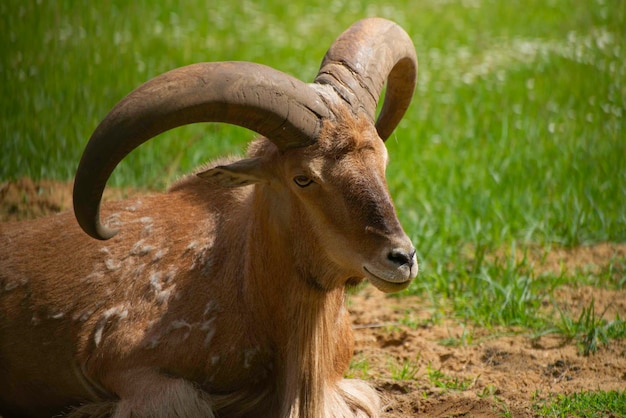 Sluitingsportret van de wilde geit Tahr, het soort Aziatische artiodactyla dat wilde moeflon op een