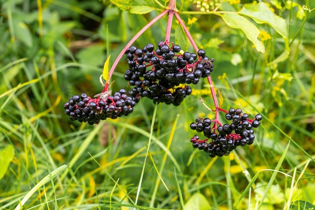 Sluster van zwarte vlierbessen Sambucus Vlierbesstruik met bessen