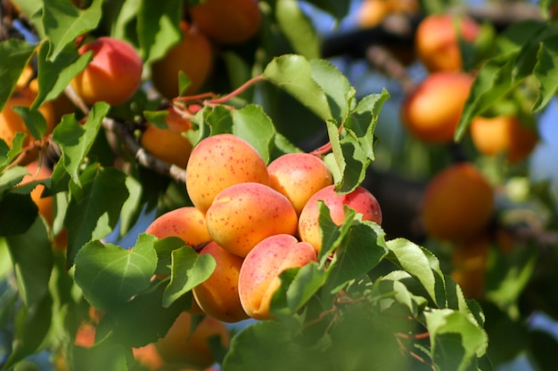 Smakelijke abrikoos op boom