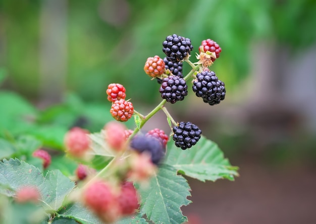 Smakelijke bes van bramen die in de tuin groeien. Detailopname