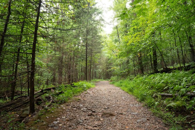 Smal onverhard pad in het dichte bos bedekt met weelderige vegetatie in het midden van de zomer