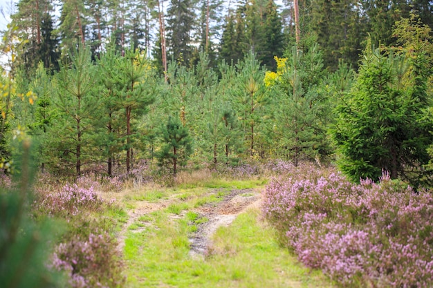 smal pad in het herfstbos