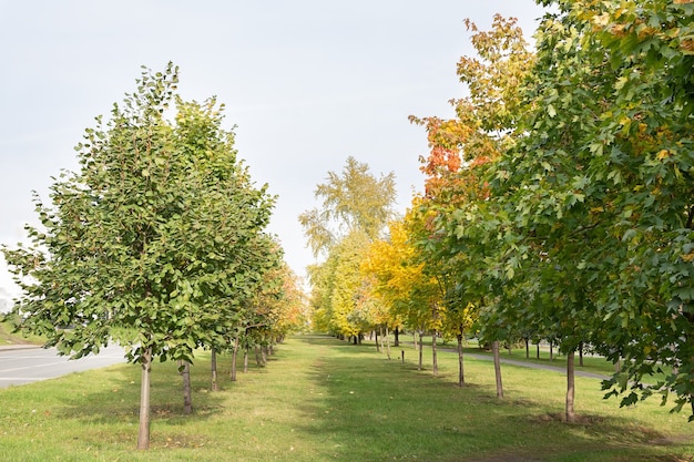 Smal pad in het park met jonge herfstbomen In de buurt van de weg