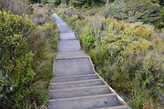 Foto smal pad langs planten