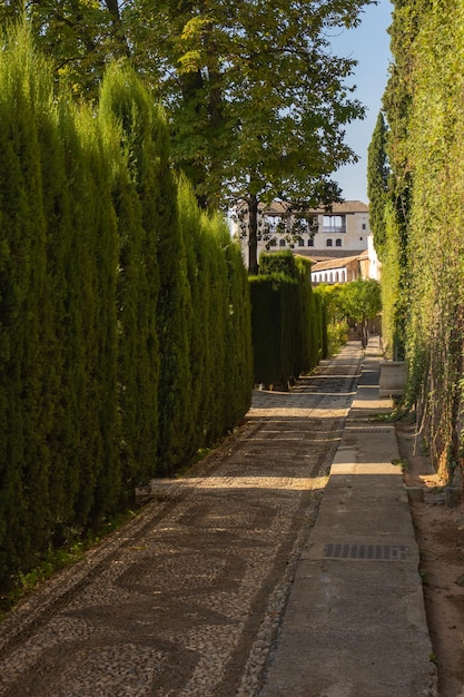 Smal pad van groene bomen in de tuinen van het Alhambra