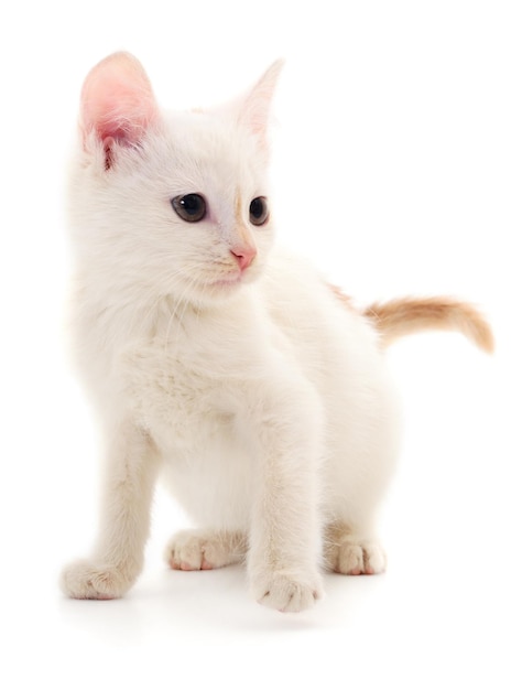 Smal white kitten